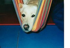 Therapie mit Hund