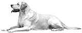 Tiergest&uuml;tzte Therapie