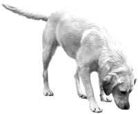 Tiergest&uuml;tzte Therapie